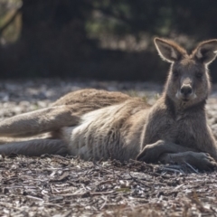 Macropus giganteus at Acton, ACT - 11 Sep 2018 09:56 AM