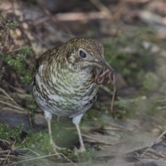 Zoothera lunulata (Bassian Thrush) at Acton, ACT - 11 Sep 2018 by AlisonMilton