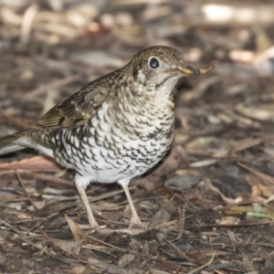 Zoothera lunulata at Acton, ACT - 11 Sep 2018 10:32 AM