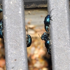 Altica sp. (genus) (Flea beetle) at ANBG - 10 Sep 2018 by Tim L
