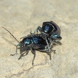 Altica sp. (genus) at Acton, ACT - 10 Sep 2018 01:42 PM