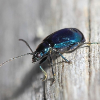 Altica sp. (genus) (Flea beetle) at Acton, ACT - 9 Sep 2018 by TimL