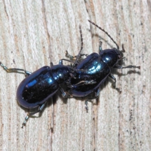 Altica sp. (genus) at Acton, ACT - 9 Sep 2018 01:52 PM