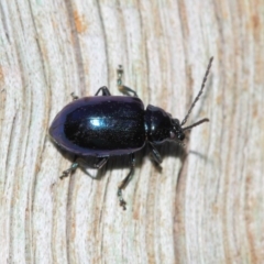 Altica sp. (genus) at Acton, ACT - 9 Sep 2018 01:52 PM