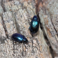 Altica sp. (genus) at Acton, ACT - 9 Sep 2018