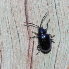 Altica sp. (genus) at Acton, ACT - 9 Sep 2018