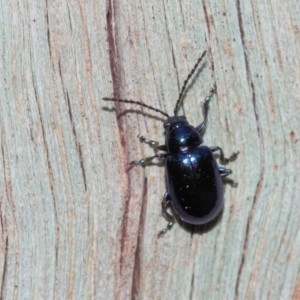 Altica sp. (genus) at Acton, ACT - 9 Sep 2018 01:52 PM