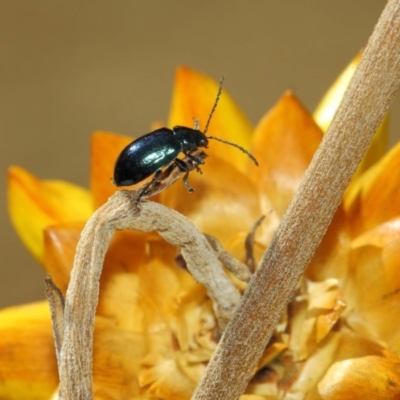 Altica sp. (genus) (Flea beetle) at Acton, ACT - 2 Sep 2018 by TimL