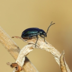 Altica sp. (genus) at Acton, ACT - 2 Sep 2018 01:59 PM