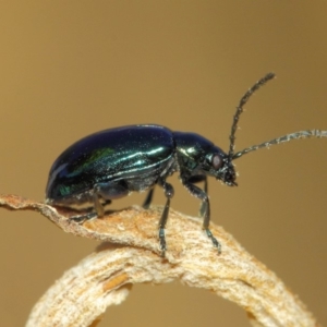 Altica sp. (genus) at Acton, ACT - 2 Sep 2018 01:59 PM