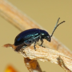 Altica sp. (genus) at Acton, ACT - 2 Sep 2018 01:59 PM