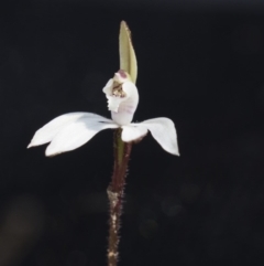 Caladenia fuscata (Dusky Fingers) at ANBG - 11 Sep 2018 by AlisonMilton