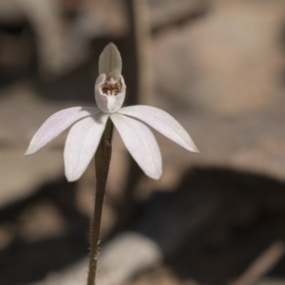 Caladenia fuscata (Dusky Fingers) at Canberra Central, ACT - 11 Sep 2018 by AlisonMilton