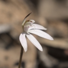 Caladenia fuscata at Canberra Central, ACT - 11 Sep 2018