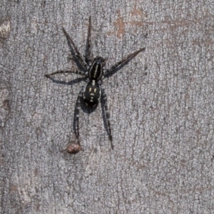 Nyssus coloripes at Hackett, ACT - 11 Sep 2018 01:06 PM