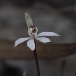 Caladenia fuscata at Canberra Central, ACT - 11 Sep 2018