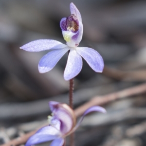 Cyanicula caerulea at Canberra Central, ACT - 11 Sep 2018