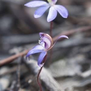 Cyanicula caerulea at Canberra Central, ACT - 11 Sep 2018