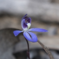 Cyanicula caerulea at Canberra Central, ACT - suppressed