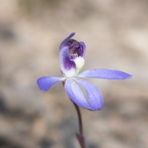 Cyanicula caerulea at Canberra Central, ACT - 11 Sep 2018