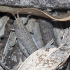 Goniaea sp. (genus) (A gumleaf grasshopper) at Bruce, ACT - 11 Sep 2018 by Alison Milton