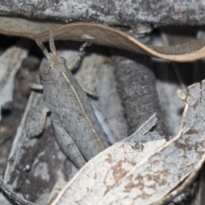 Goniaea sp. (genus) at Bruce, ACT - 11 Sep 2018