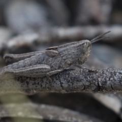 Peakesia hospita (Common Peakesia Grasshopper) at Bruce, ACT - 11 Sep 2018 by AlisonMilton