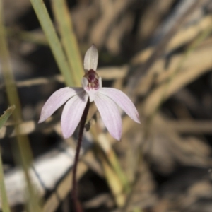 Caladenia fuscata at Bruce, ACT - suppressed