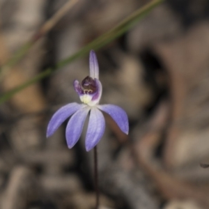 Cyanicula caerulea at Bruce, ACT - 11 Sep 2018