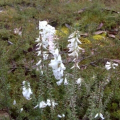 Epacris impressa (Common Heath) at Nadgee, NSW - 11 Sep 2011 by Mike