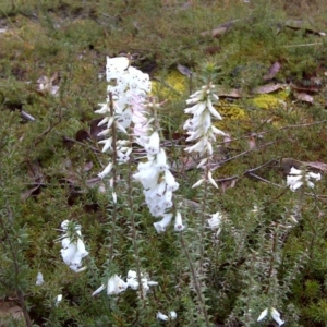 Epacris impressa at Nadgee, NSW - 12 Sep 2011