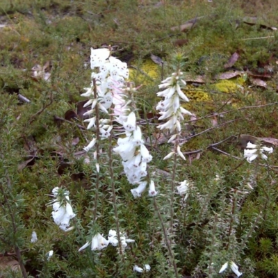 Epacris impressa (Common Heath) at Nadgee, NSW - 11 Sep 2011 by Mike