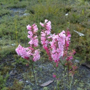 Epacris impressa at Nadgee, NSW - 12 Sep 2011 07:43 AM