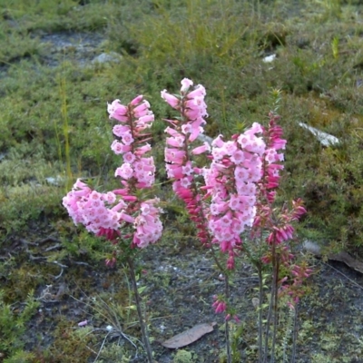 Epacris impressa (Common Heath) at Nadgee, NSW - 11 Sep 2011 by Mike