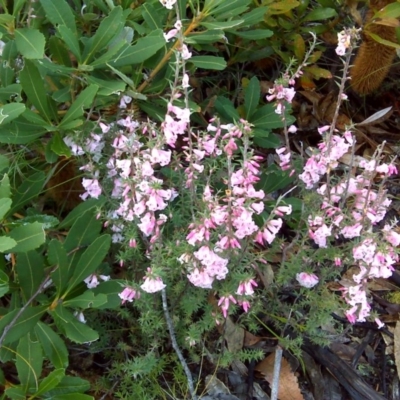 Epacris impressa (Common Heath) at Nadgee Nature Reserve - 11 Sep 2011 by Mike