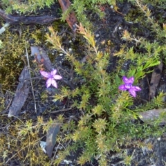 Glossodia minor (Small Wax-lip Orchid) at Nadgee, NSW - 11 Sep 2011 by Mike