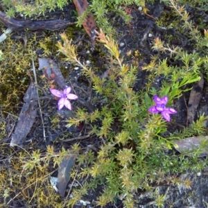 Glossodia minor at Nadgee, NSW - suppressed