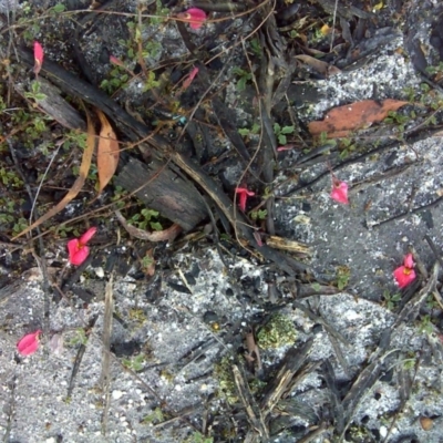 Kennedia prostrata (Running Postman) at Nadgee, NSW - 11 Sep 2011 by Mike