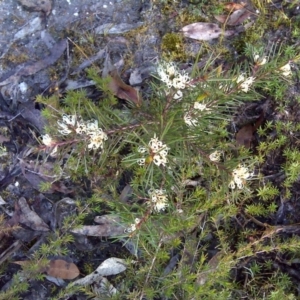 Hakea decurrens at Nadgee, NSW - 12 Sep 2011