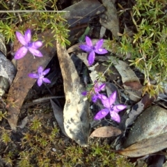 Glossodia minor (Small Wax-lip Orchid) at Nadgee Nature Reserve - 12 Sep 2011 by Mike