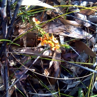 Dillwynia glaberrima (Smooth Parrot-pea) at Nadgee Nature Reserve - 11 Sep 2011 by Mike