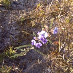 Hovea heterophylla (Common Hovea) at Nadgee Nature Reserve - 11 Sep 2011 by Mike