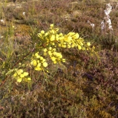 Acacia genistifolia (Early Wattle) at Nadgee, NSW - 12 Sep 2011 by Mike