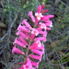 Epacris impressa (Common Heath) at Nadgee Nature Reserve - 11 Sep 2011 by Mike