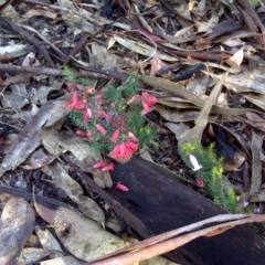 Epacris impressa (Common Heath) at Nadgee, NSW - 11 Sep 2011 by Mike