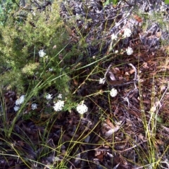 Pimelea linifolia (Slender Rice Flower) at Nadgee Nature Reserve - 11 Sep 2011 by Mike