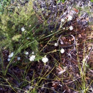 Pimelea linifolia at Nadgee, NSW - 12 Sep 2011