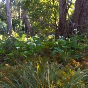 Zantedeschia aethiopica at Nadgee, NSW - 13 Sep 2011 08:27 AM