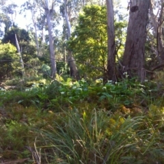 Zantedeschia aethiopica at Nadgee, NSW - 13 Sep 2011 08:27 AM