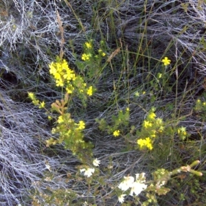 Hibbertia sp. at Nadgee, NSW - 15 Sep 2011